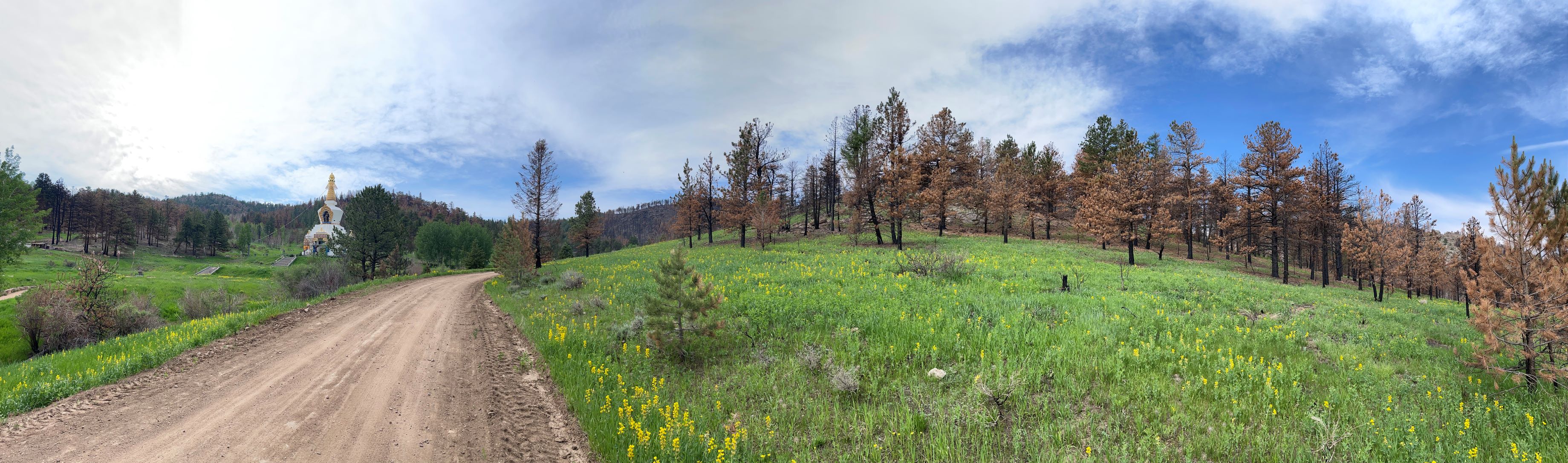 A picture showing a dirt road on the left side of the picture and a grassy meadow with trees, which looked to be charred/burned, in the background.