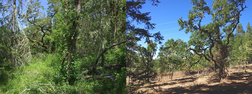 Image of before and after treatments to reduce hazardous fuel and improve habitat in the Willamette Valley in Oregon