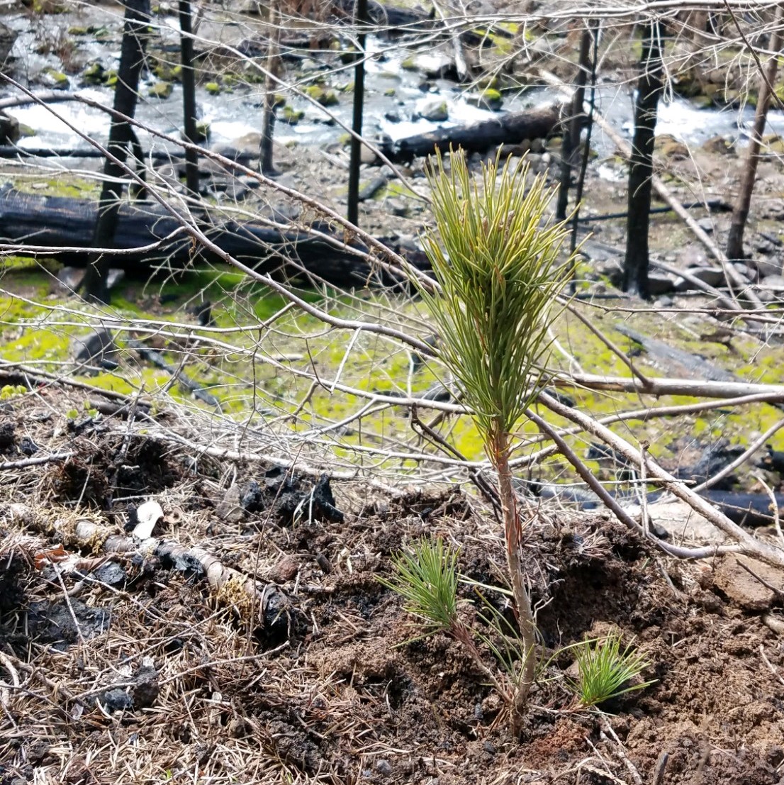 A picture of a small tree seedling.