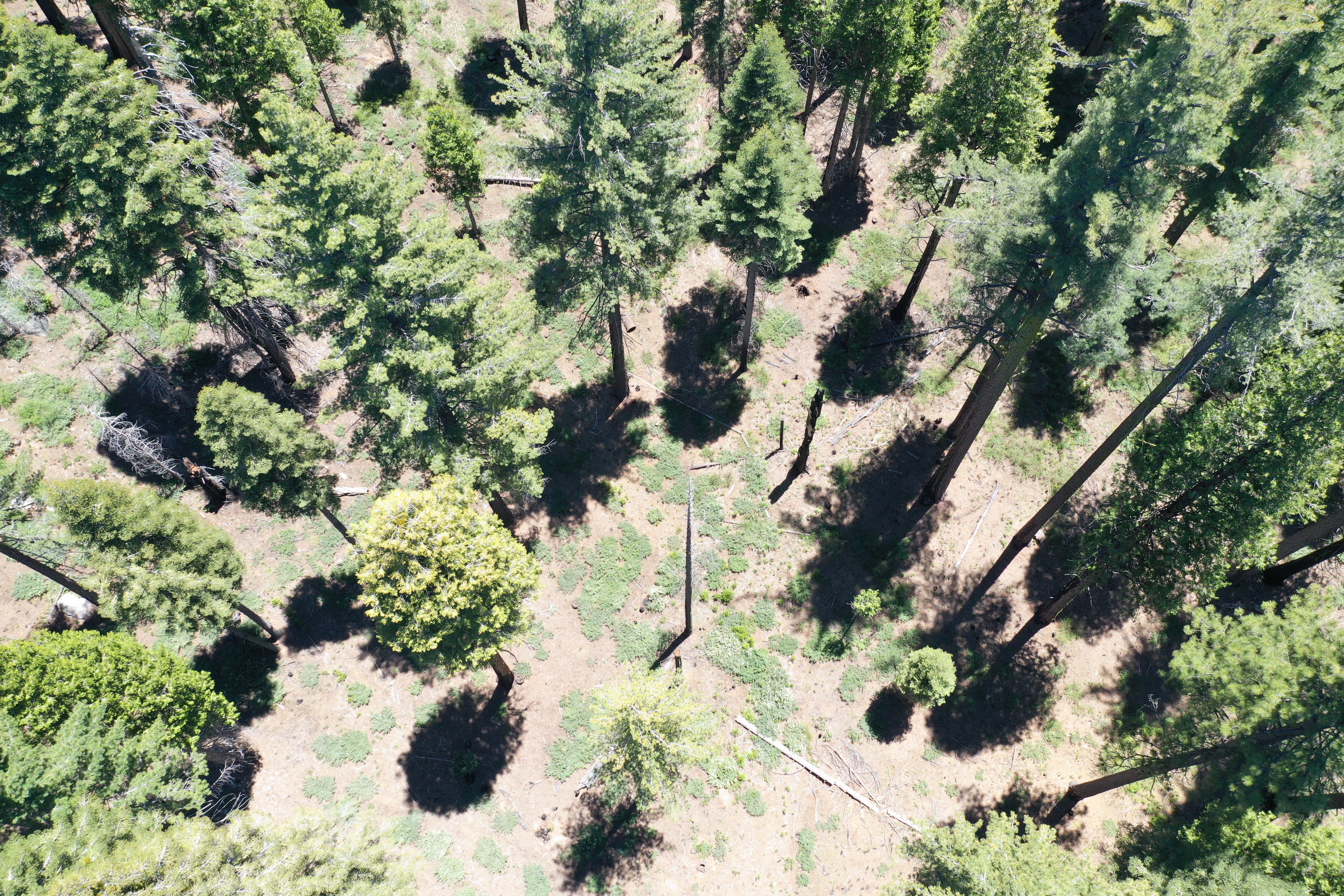 An aerial photo of a forested area.