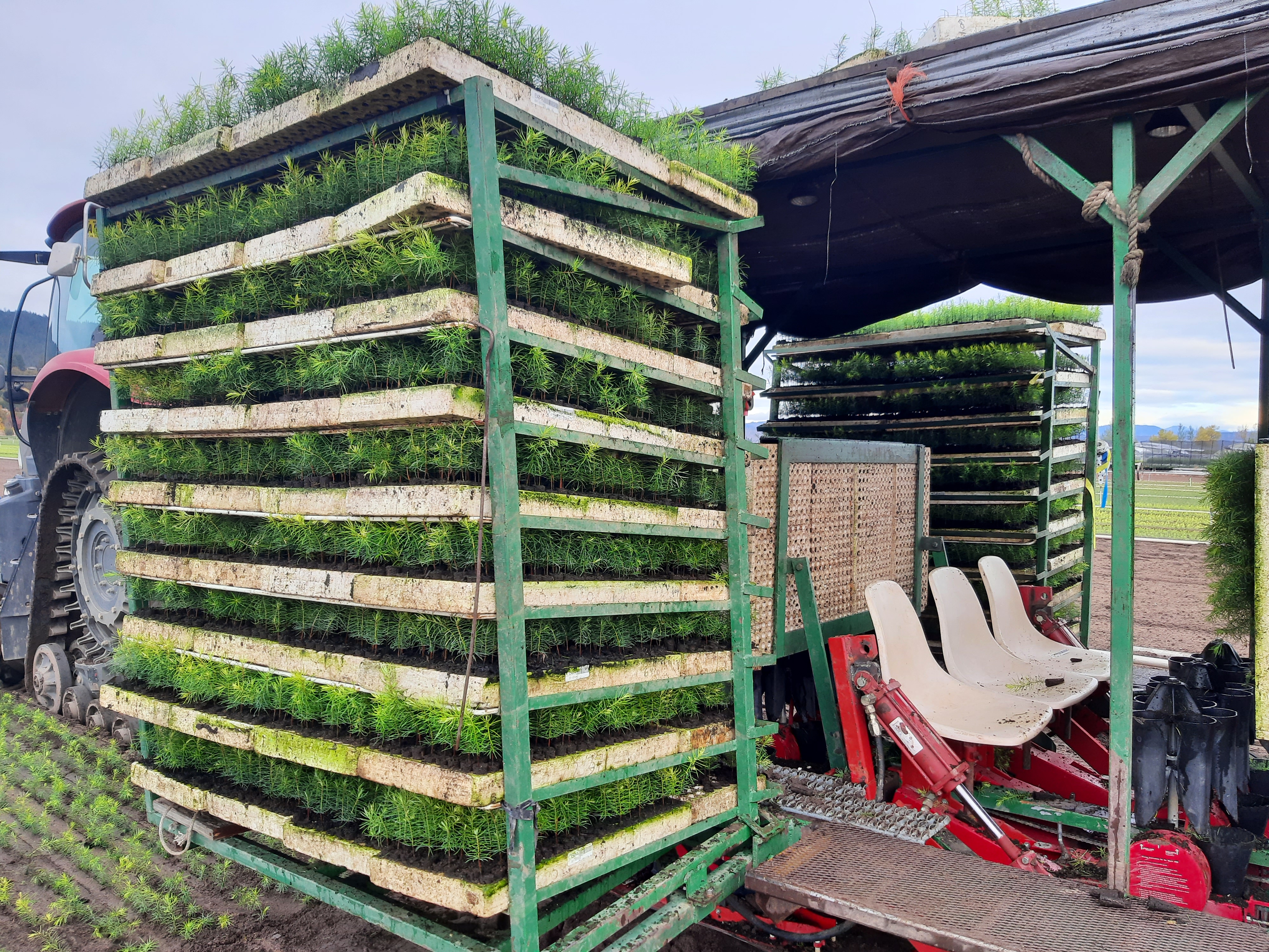 A picture showing a large stack of small seedlings on a transport tray connected to a piece of farm equipment used for moving the seedlings around.