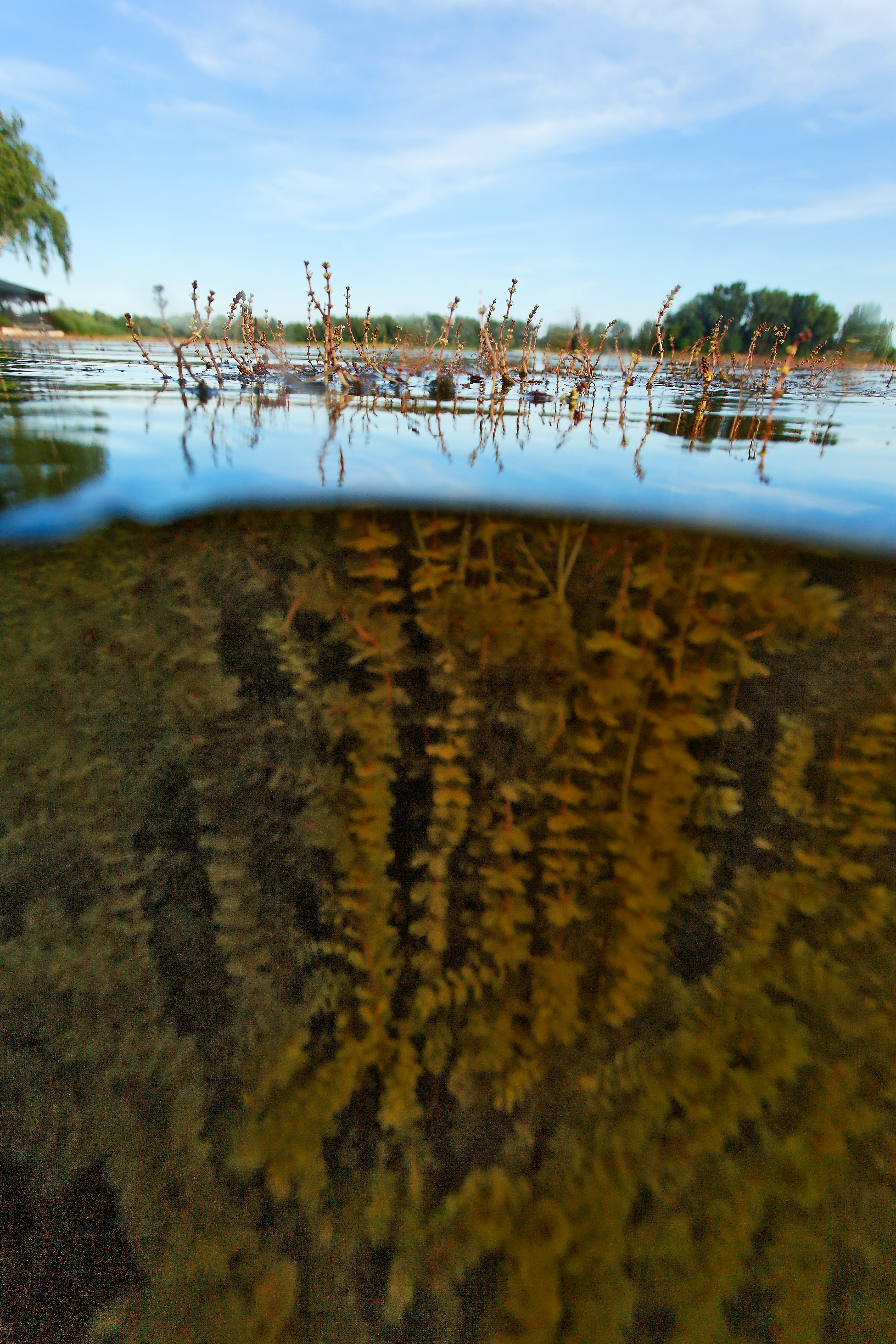 Eurasian milfoil hybrid view from both underwater and above surface