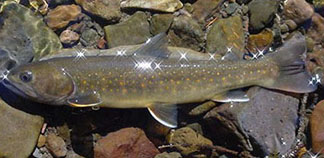 Image of a Bull Trout.