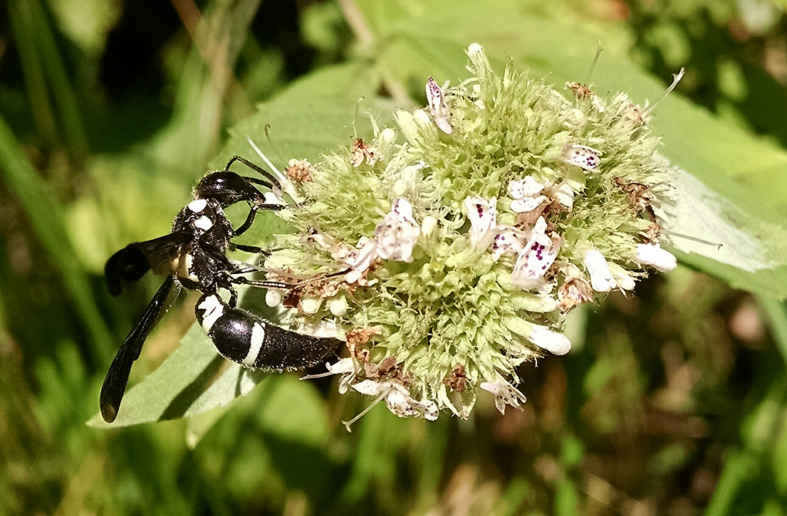 "White-Striped Black Mason Wasp feeding on mountain mint flower."