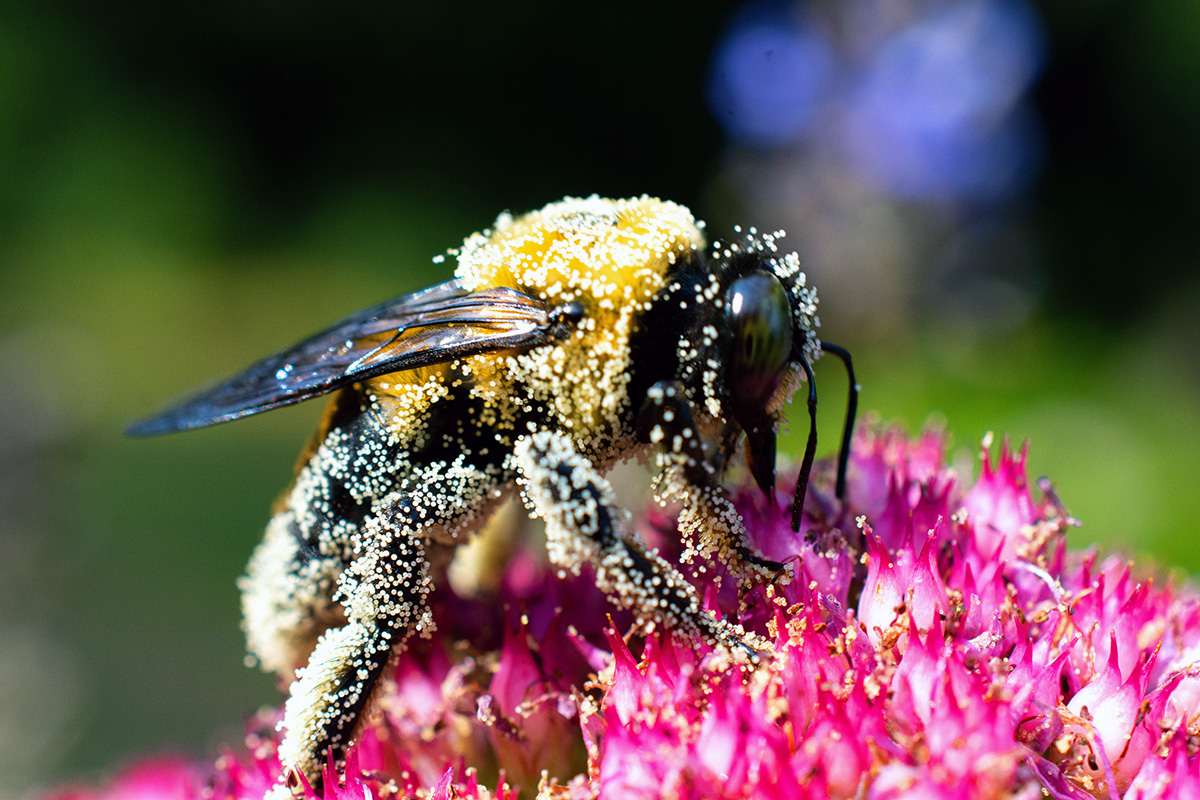 "A bee on a flower, covered in pollen."