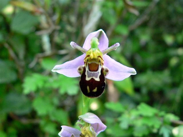 "Bee orchid with flowers that look like a bee."
