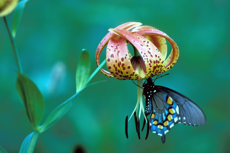 "A butterfly on the flower of the Turkscap Lily, with petals that are turned down instead of up."