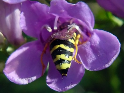 "A black and yellow flying insect collecting pollen from a purple flower."