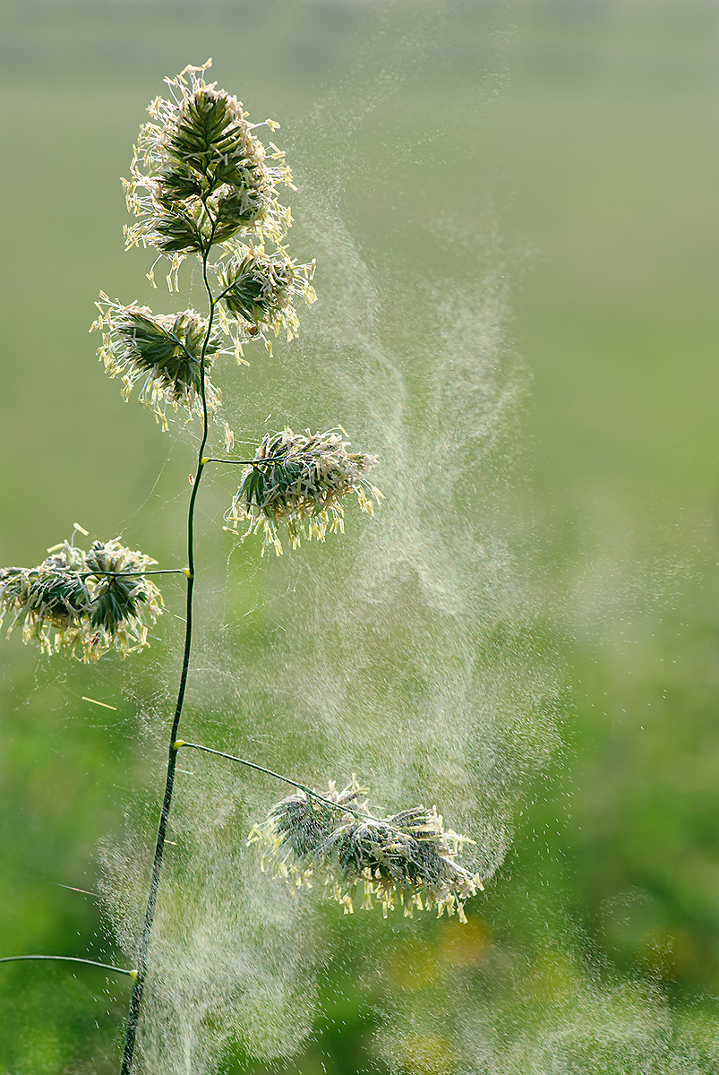 "A species of grass releasing pollen into the air, resulting in pollination."