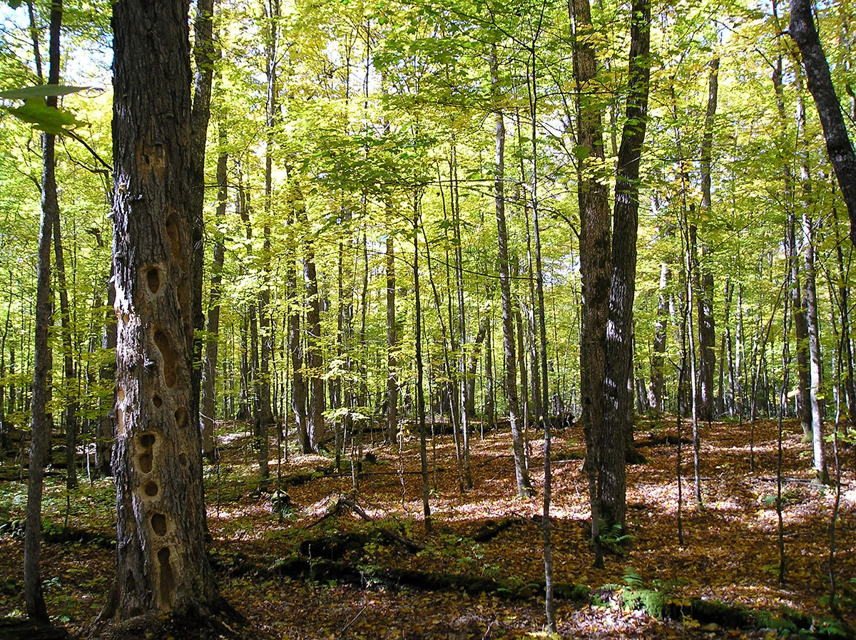 A northern hardwood forest with fallen leaves covering the ground.