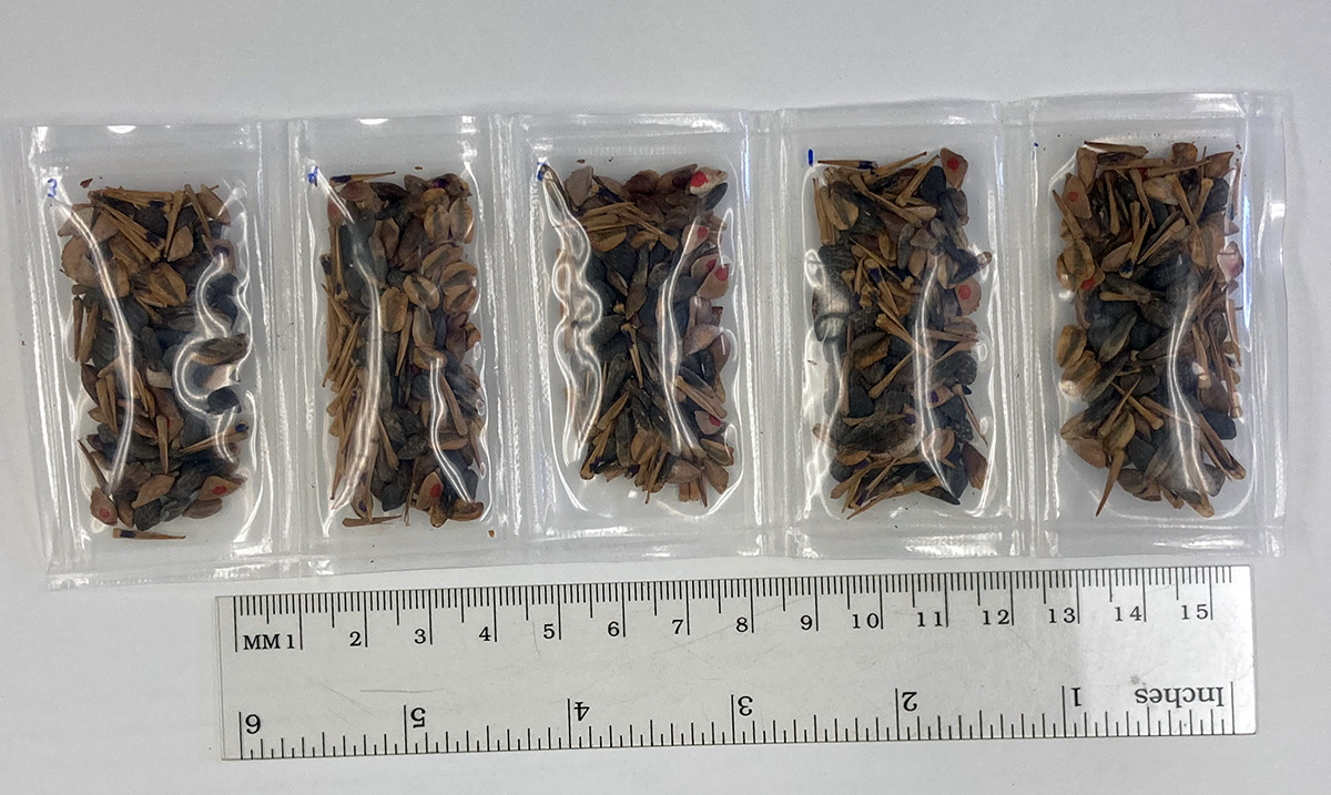 "Five packets of seeds above a ruler indicating each packet to be around one inch wide."