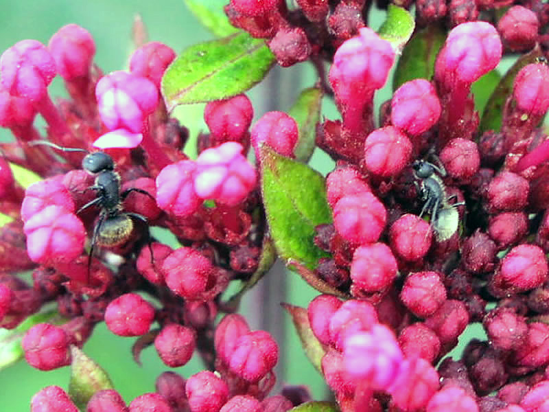 Ants on Penstemon flowers.