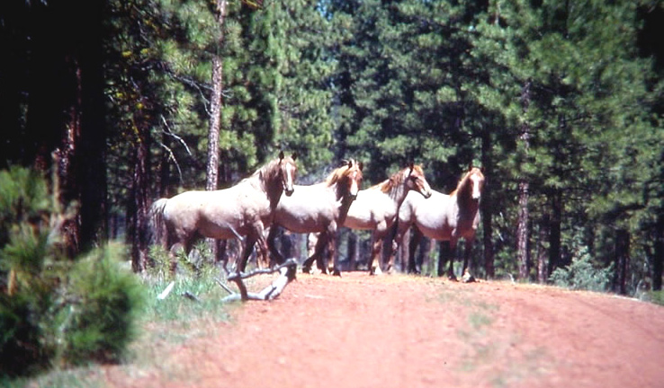 A group of wild horses.