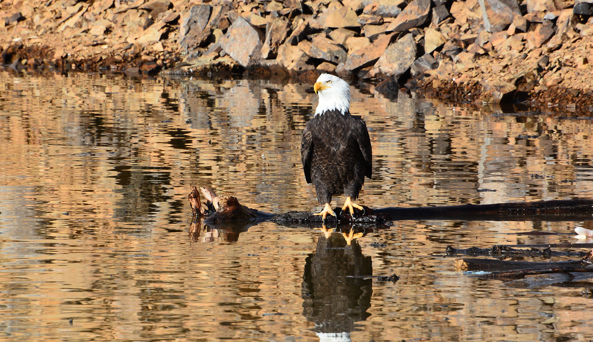 A bald eagle perched on a log floating in a body of water with the bank in the background consisting of large and medium rock.