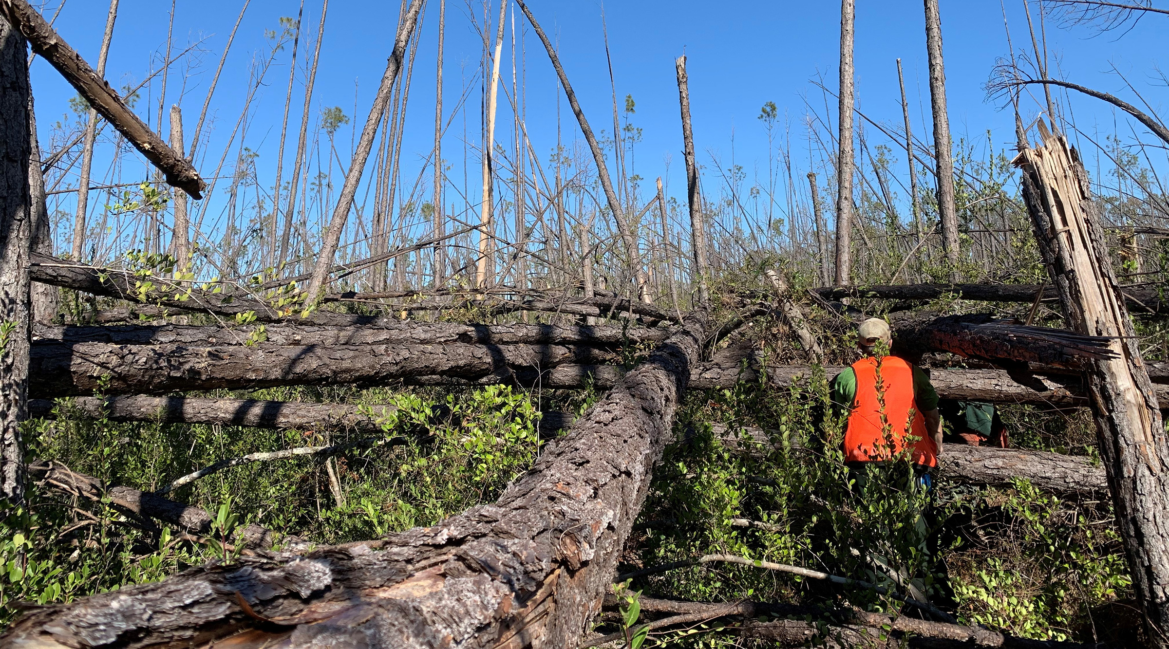Employees surveying wind-strewn timber