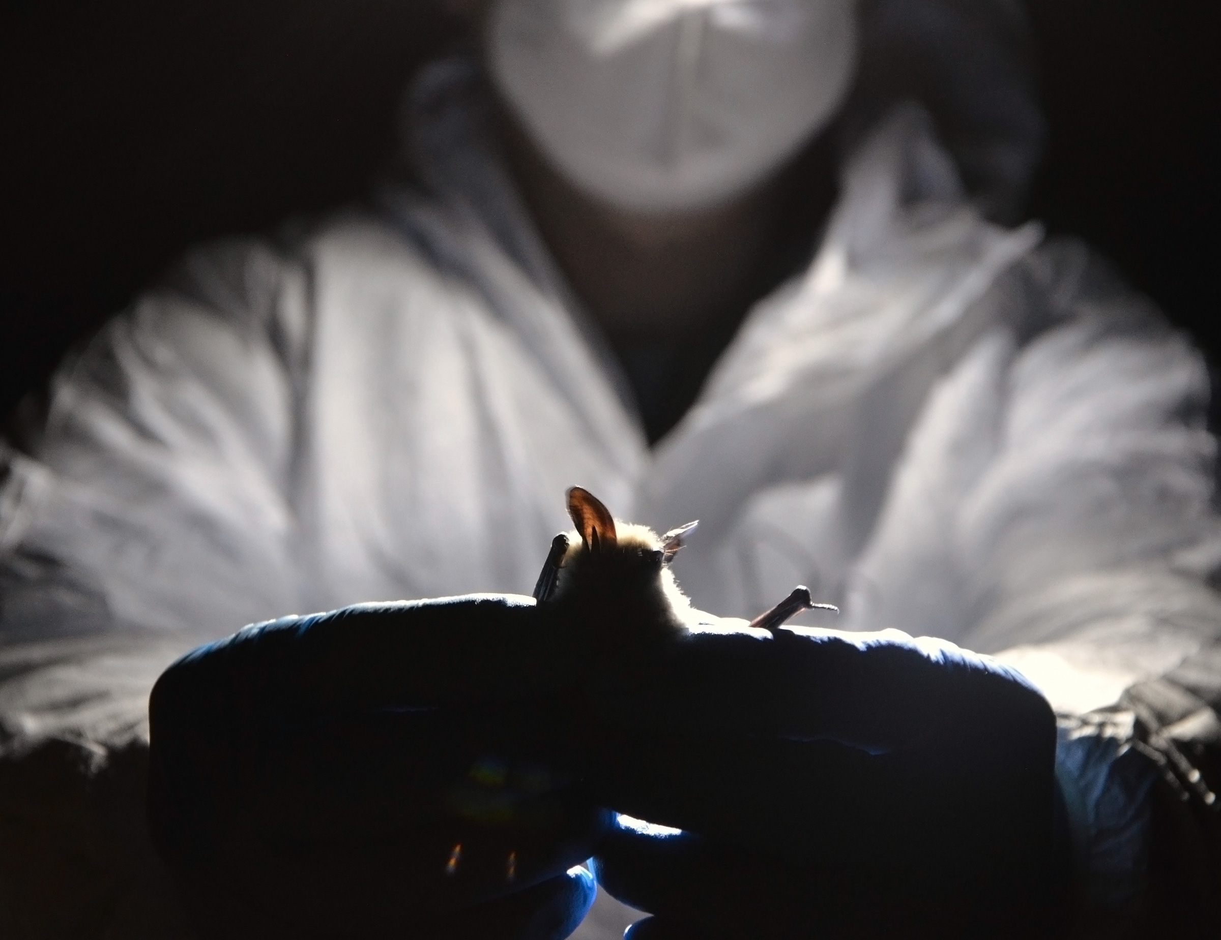 A person in a white protective suit and N-95 mask is holding a bat gently with his blue gloved hands to release the bat back into its habitat.