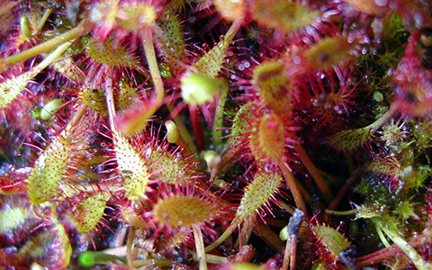 The Spoonleaf Sundew plant with green leaves having sticky hairs that the plant uses to trap insects.
