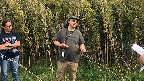 A man stands in front of a large area of river cane.