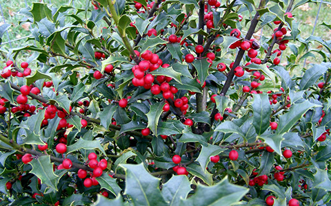A closeup of the American holly plant and fruit.