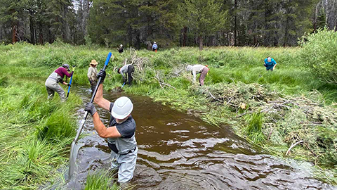A group of people use shovels to dig within a stream.