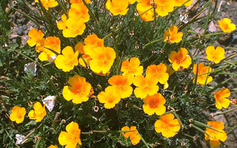 A closeup of the California Poppy plant and flowers.