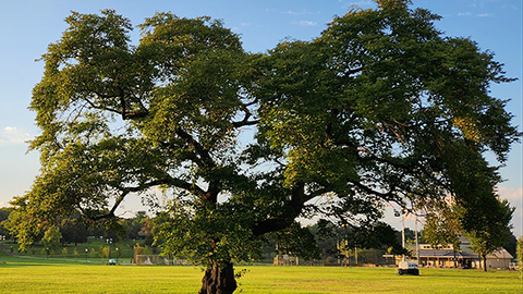 Large deciduous tree in middle of an open park