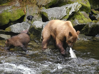 A photo of a brown bear and her cub fishing in a river.