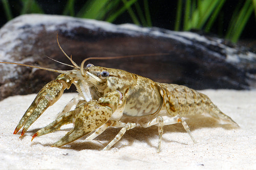 Trashy Life: Crayfish Turn Rubbish into a Home | US Forest Service