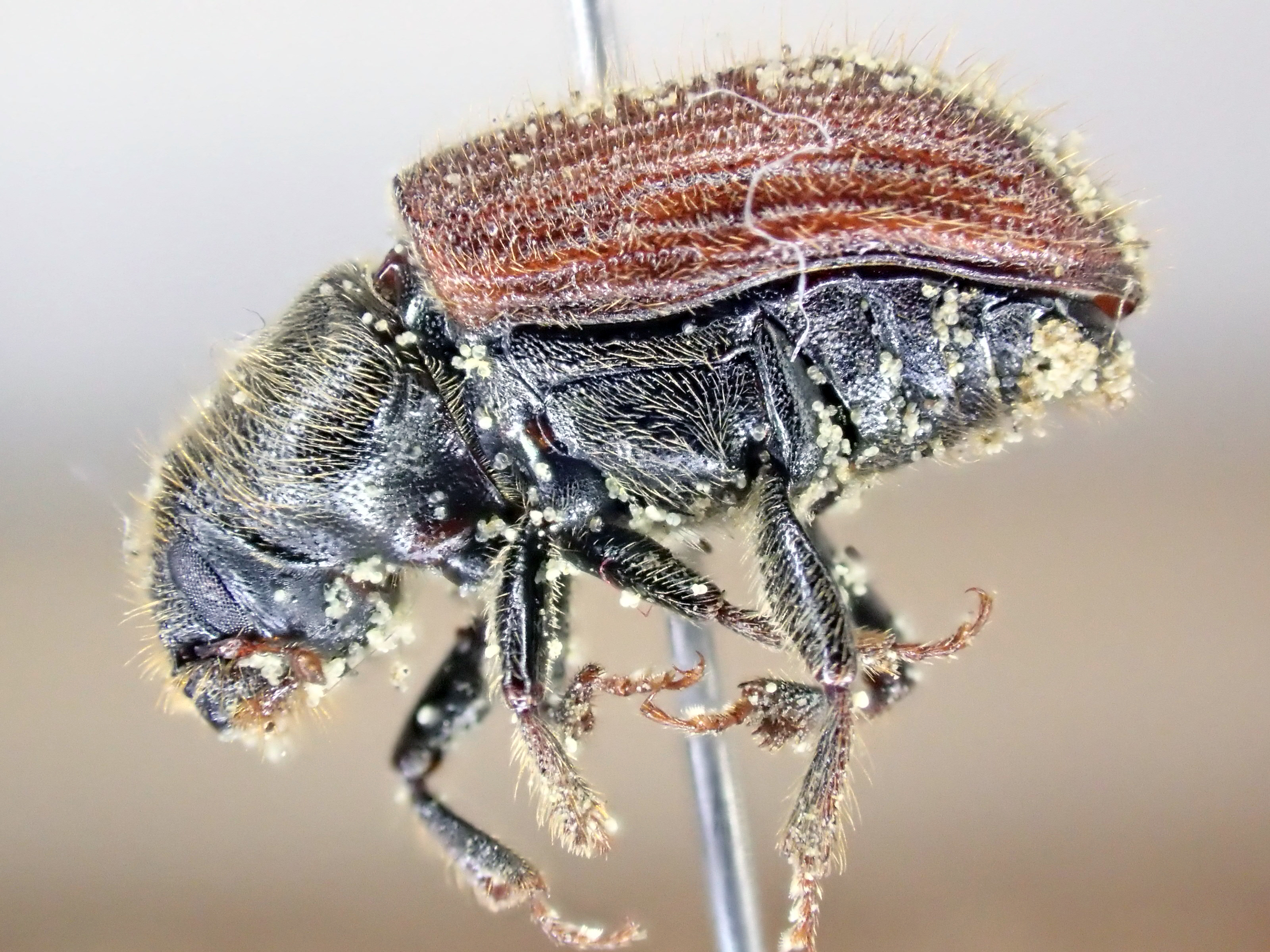 spruce beetle