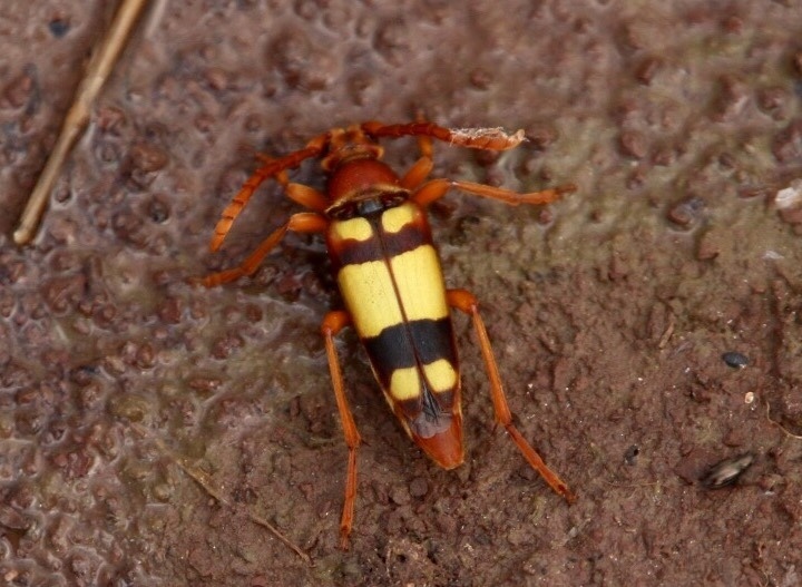 Typocerus gloriosus beetle photographed by Arthur Gonzales.