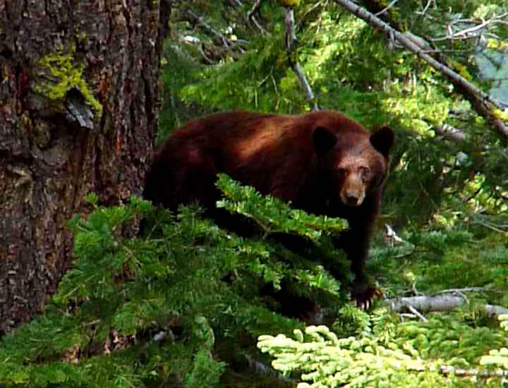 A large adult black bear in a green forest.