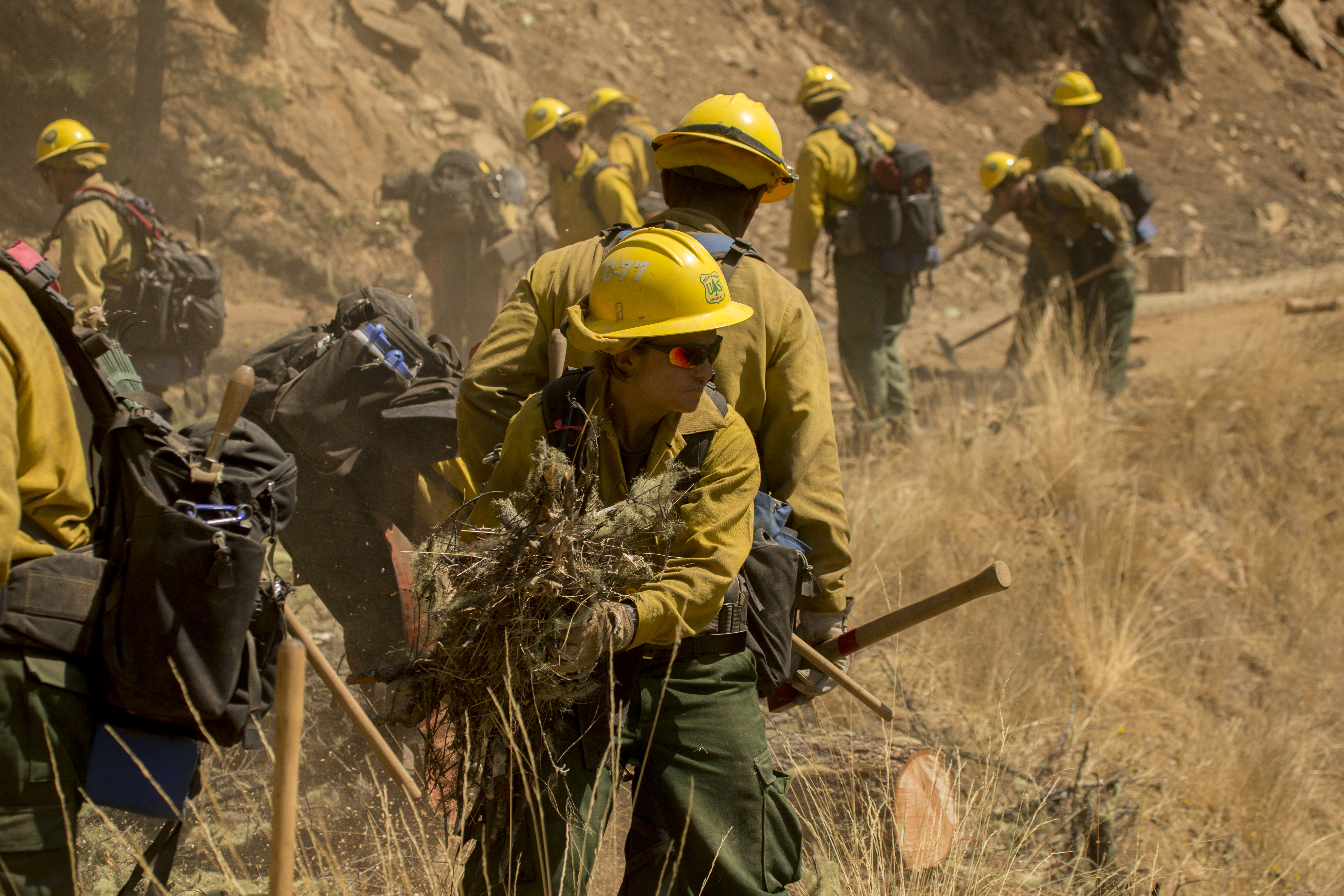 A line of wildland firefighters removing vegetation from a fire break.