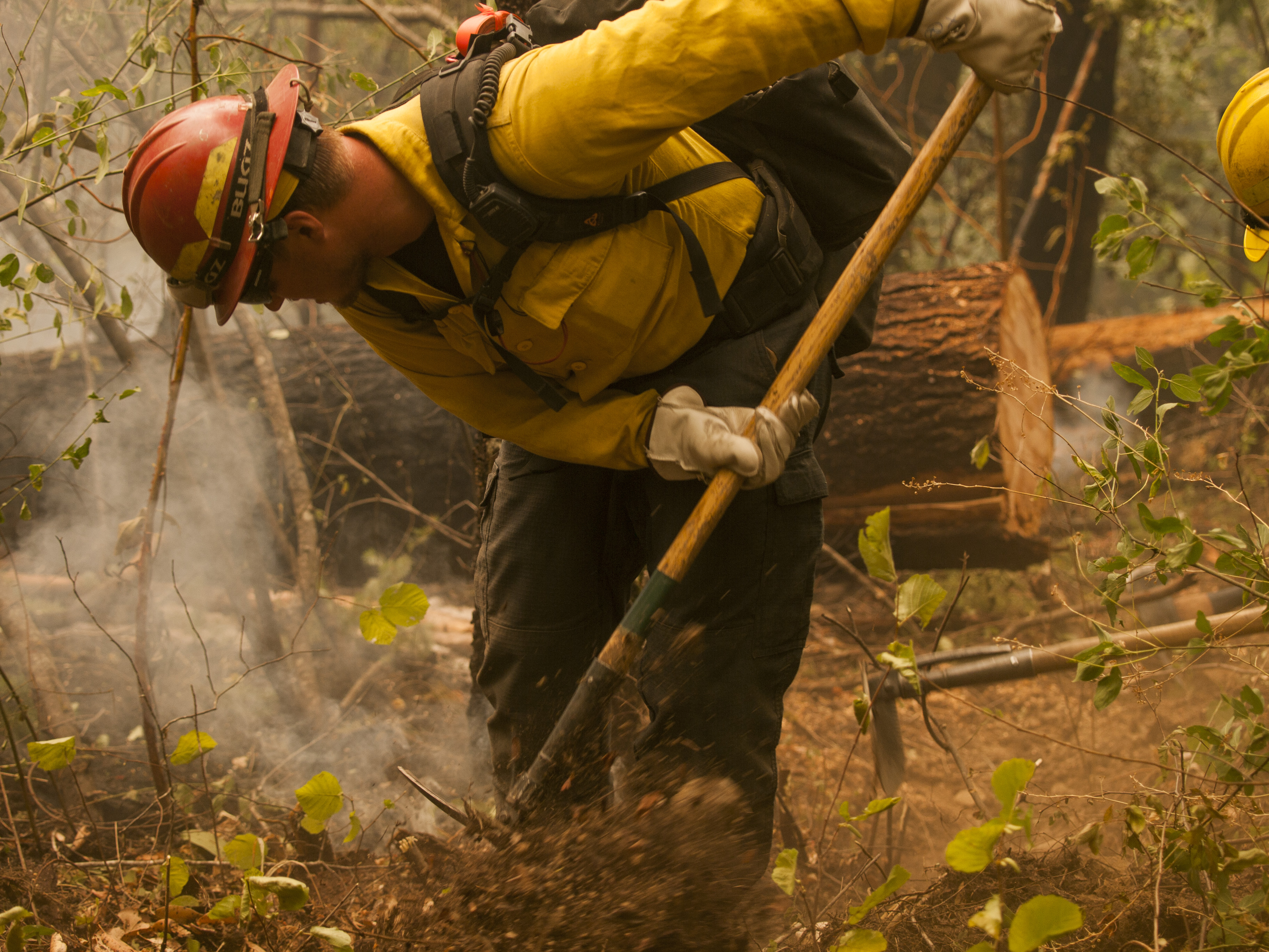 A wildland firefighter using a hand tool to dig and clear ground cover from a fire break.