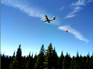 Smokejumpers exit an aircraft over a thick forest canopy.