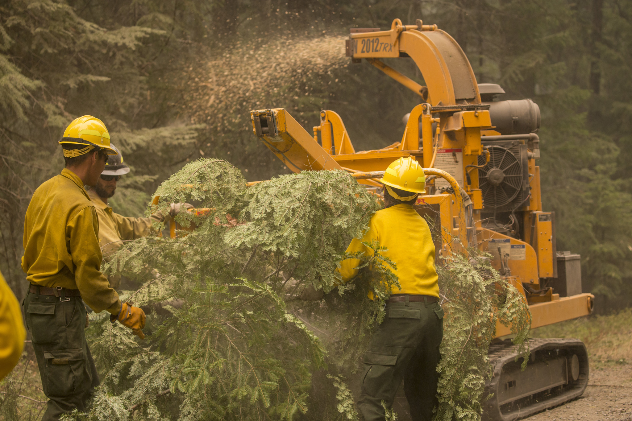 USDA Forest Service wildland firefighters putting a tree into a chipper. 