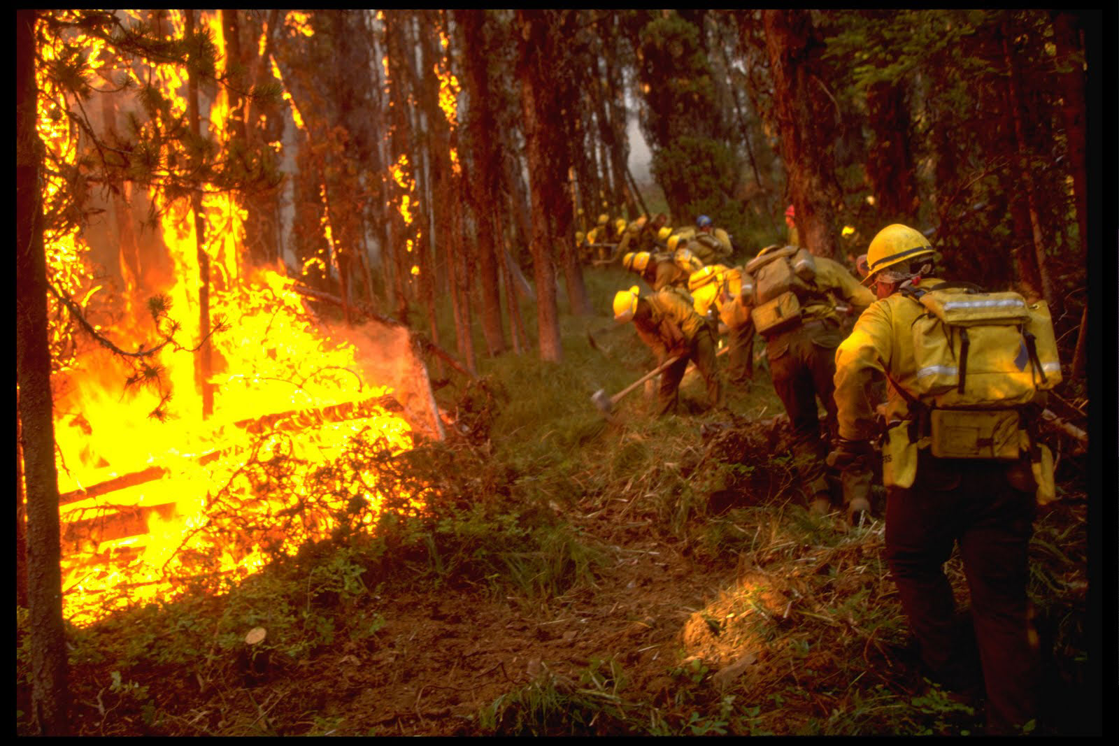 Wildland firefighters digging a fire line using hand tools while a fire burns close to them on one side.