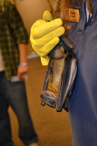 A photo of a straw-coloured fruit bat is held by Jennifer Redell.