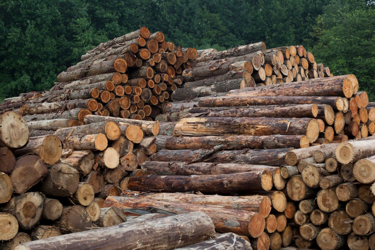 Large stacks of cut timber.