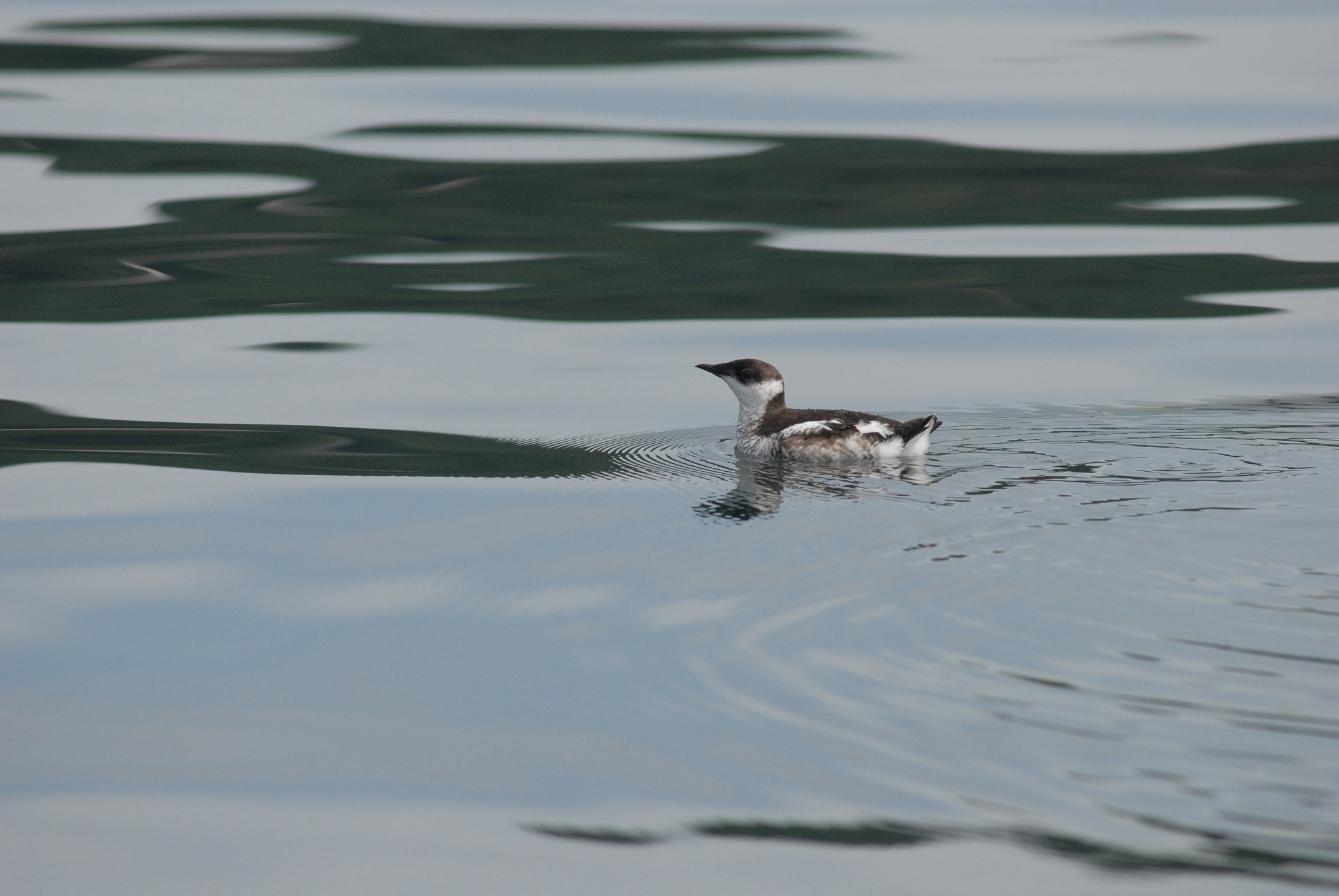 What is the future of Washington state's forests? Endangered marbled  murrelet seabird caught in fight