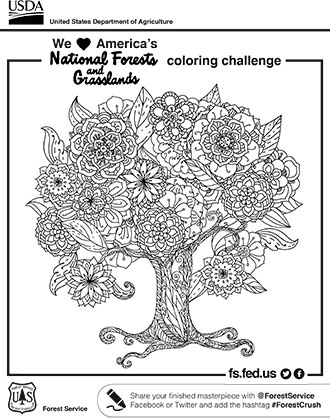 forest trees coloring pages