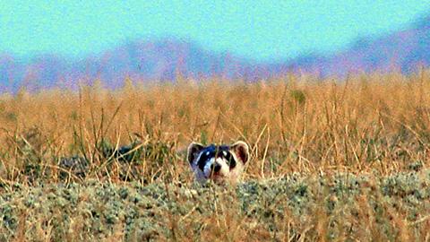 Black footed ferret looking out of a hole in a grassy area