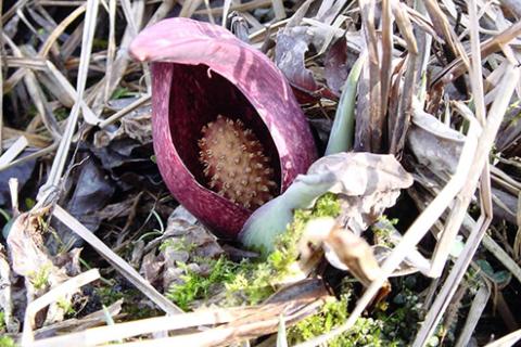 The flower of the Skunk Cabbage plant, with a node covered center and purple leaves surrounding.