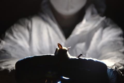 A person in a white protective suit and N-95 mask is holding a bat gently with his blue gloved hands to release the bat back into its habitat.