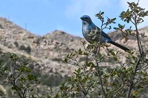 A blue pinyon jay perches in foreground of a forest demonstrating forest treatment.