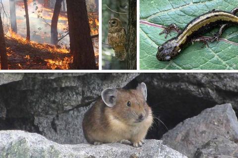 A collage of images: top right, wildfire moves through a forest; middle: An owl sits on a branch in the forest; top right, Black salamander with a yellow back sits on a leaf.; bottom, A furry American pica sitting on a rock.