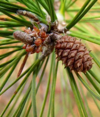 Shortleaf pine cone