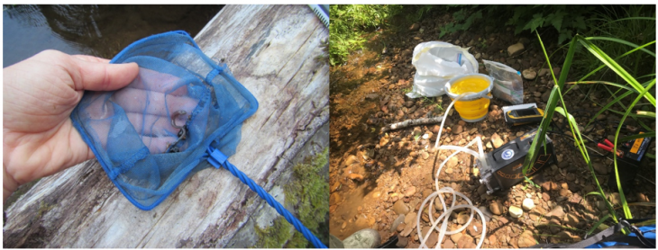 A hand holds a small handheld net with a lamprey inside. Equipment for water quality data collection is on the bank next to s stream.