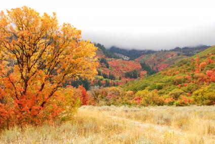 Falls Colors in Wheeler Canyon. Ogden, Ranger District, Uinta-Wasatch-Cache National Forest. (Forest Service Photo by Scott Bell)