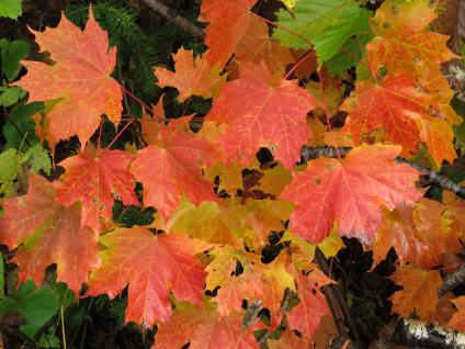 Maple leaves in fall. Superior National Forest. (Forest Service photo)