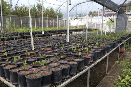 Lots of tree sprouts in plastic pots, in a large open area
